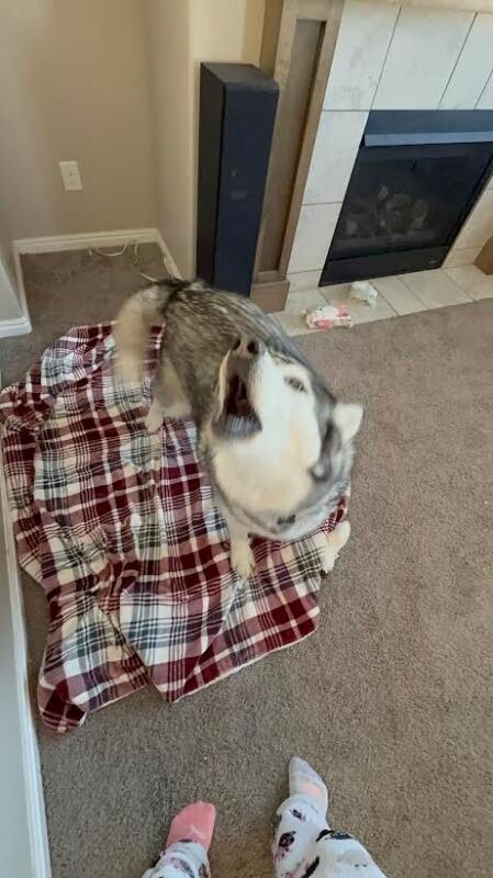 Picture of the Animal Listed